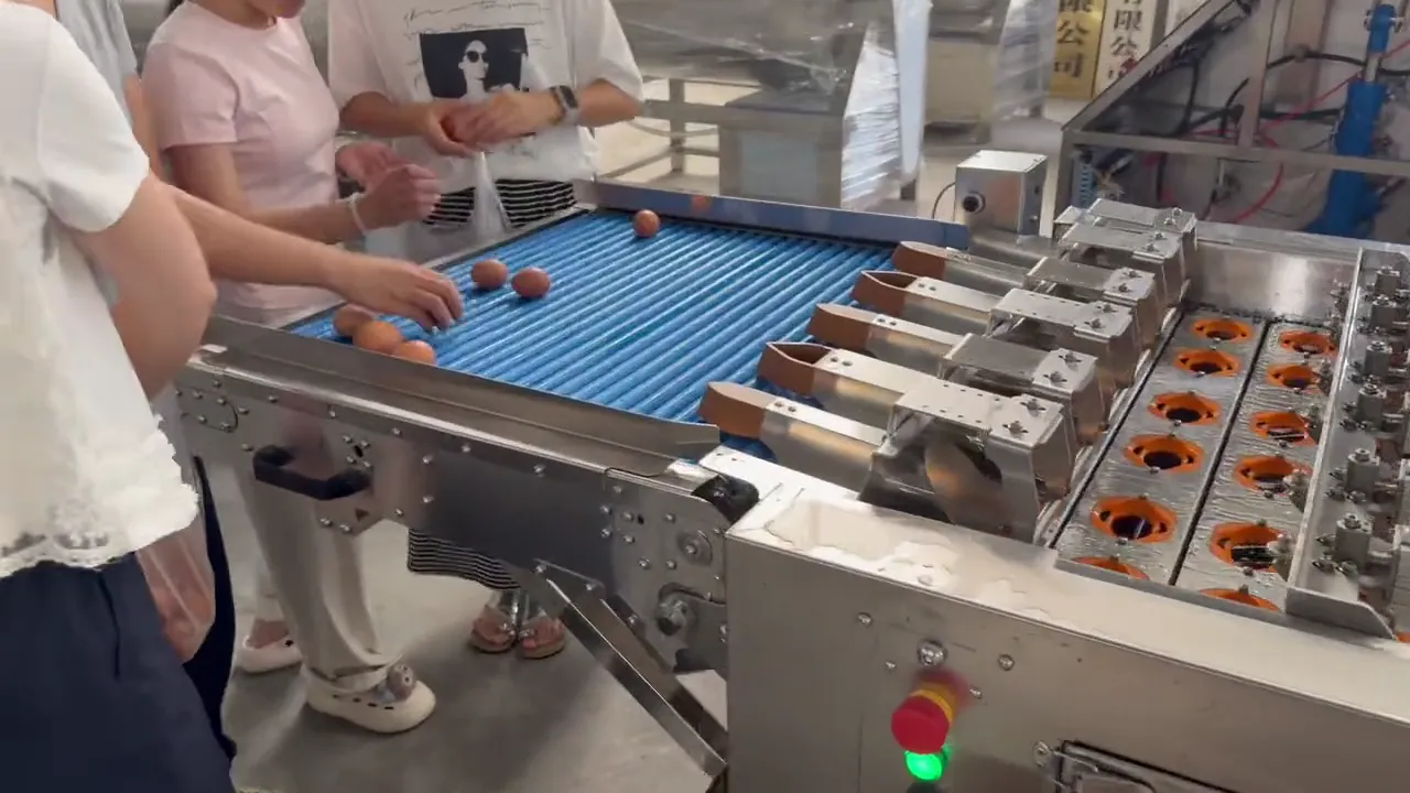 Chain egg breaking machine – factory test run